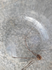 Cosmobunus granarius