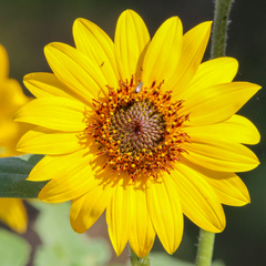 Helianthus californicus