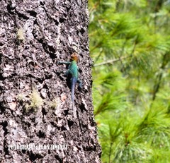 Sceloporus taeniocnemis