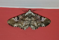 Lepidoptera