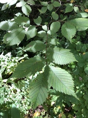 Ulmus americana