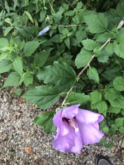 Hibiscus syriacus