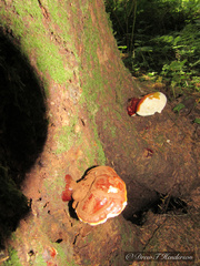 Ganoderma oregonense
