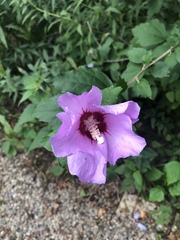 Hibiscus syriacus