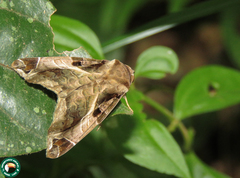 Calyptis semicuprea