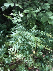 Solidago rugosa
