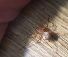 Scytodes univittata