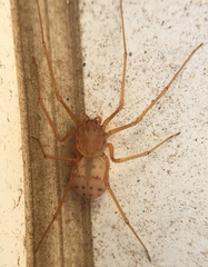 Scytodes univittata
