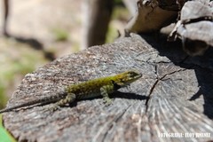 Sceloporus taeniocnemis
