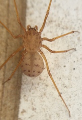 Scytodes univittata