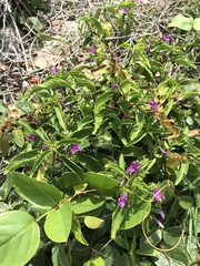 Justicia eustachiana