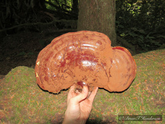 Ganoderma oregonense