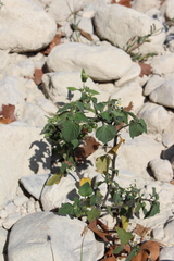 Spilostethus furcula
