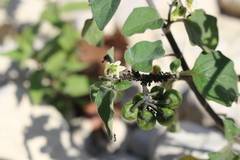 Aphis fabae solanella