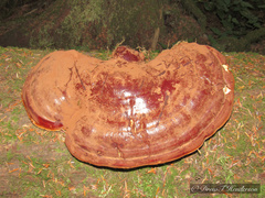 Ganoderma oregonense