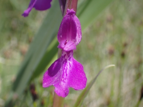 Image of Anacamptis palustris by (c) Elias, some rights reserved (CC BY)