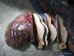 Ganoderma oregonense