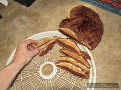 Ganoderma oregonense