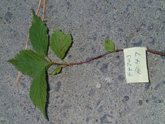 Prunus triloba