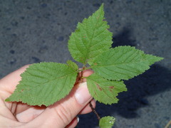 Prunus triloba
