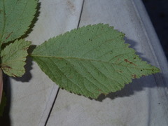 Prunus triloba