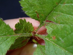 Prunus triloba