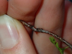Prunus triloba