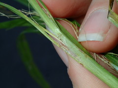 Laxiflorae