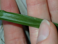 Laxiflorae