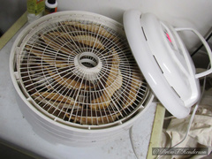 Ganoderma oregonense