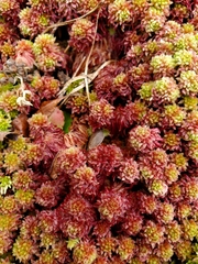 Sphagnum magellanicum