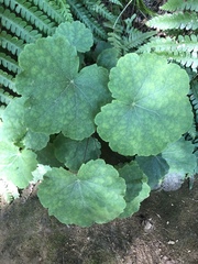 Heuchera parviflora