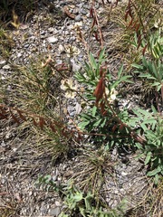 Astragalus australis