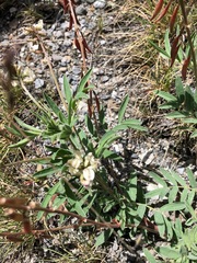 Astragalus australis