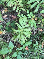 Onoclea sensibilis