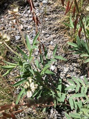 Astragalus australis