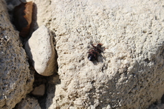 Pterostichus funestes