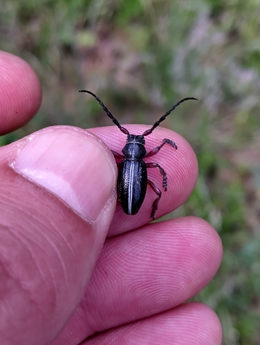 Dorcadion pedestre