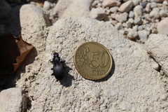 Pterostichus funestes