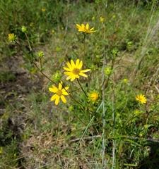 Helianthus longifolius