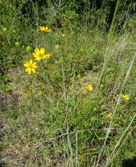 Helianthus longifolius