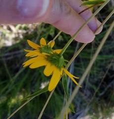Helianthus longifolius