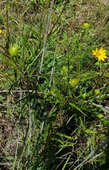 Helianthus longifolius