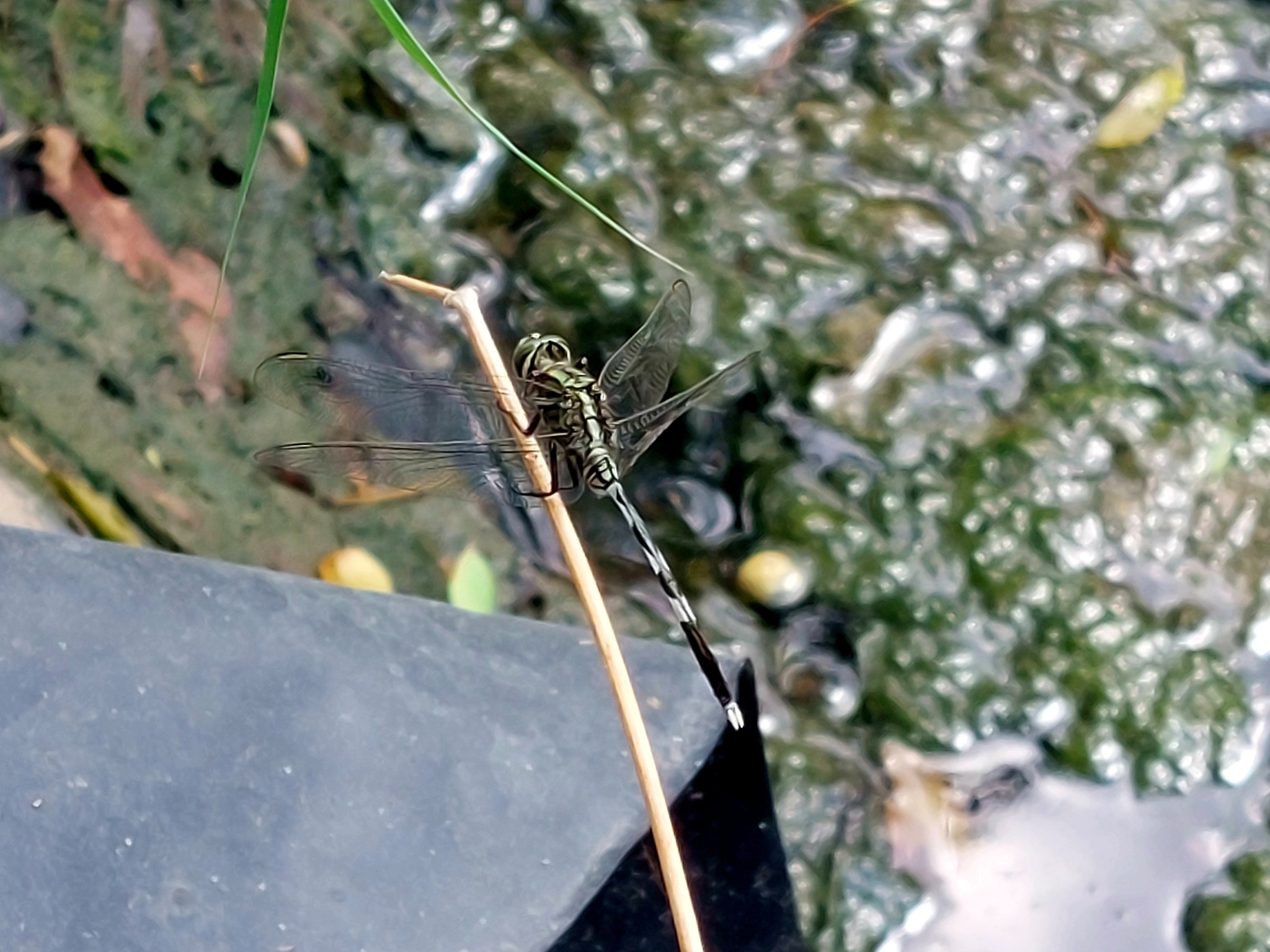 Slender Skimmer
