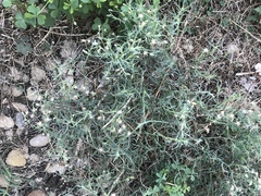 Erigeron divaricatus