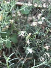 Erigeron divaricatus