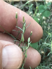 Erigeron divaricatus