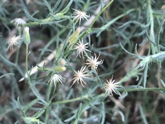 Erigeron divaricatus
