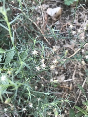 Erigeron divaricatus