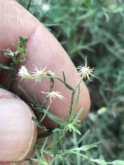 Erigeron divaricatus